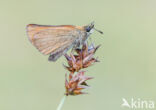 european skipper (Thymelicus lineola)