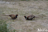 Ring-necked Pheasant (Phasianus colchicus)