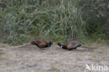 Ring-necked Pheasant (Phasianus colchicus)