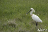 Eurasian Spoonbill (Platalea leucorodia)