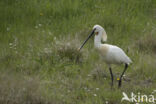 Lepelaar (Platalea leucorodia)