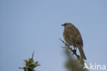 Dunnock