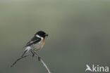 European Stonechat (Saxicola rubicola)