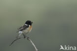 European Stonechat (Saxicola rubicola)