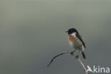 European Stonechat (Saxicola rubicola)