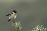 European Stonechat (Saxicola rubicola)