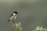 European Stonechat (Saxicola rubicola)