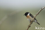 European Stonechat (Saxicola rubicola)