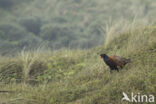 Ring-necked Pheasant (Phasianus colchicus)