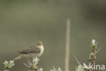 Willow Warbler (Phylloscopus trochilus)