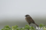 Heggemus (Prunella modularis)