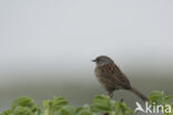 Dunnock