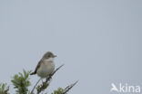 Greater Whitethroat (Sylvia communis)