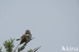 Greater Whitethroat (Sylvia communis)