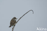 Greater Whitethroat (Sylvia communis)