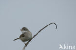 Greater Whitethroat (Sylvia communis)