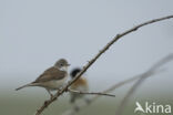 Greater Whitethroat (Sylvia communis)