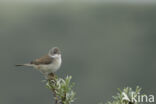 Greater Whitethroat (Sylvia communis)