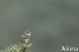 Greater Whitethroat (Sylvia communis)