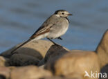 Witte Kwikstaart (Motacilla alba)