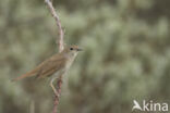 Common Nightingale (Luscinia megarhynchos)