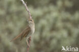 Common Nightingale (Luscinia megarhynchos)