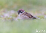 Eurasian Tree Sparrow (Passer montanus)