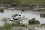 Pied Avocet (Recurvirostra avosetta)