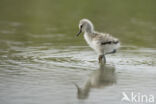 Pied Avocet (Recurvirostra avosetta)