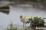 Pied Avocet (Recurvirostra avosetta)