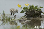 Pied Avocet (Recurvirostra avosetta)