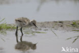 Pied Avocet (Recurvirostra avosetta)