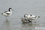 Pied Avocet (Recurvirostra avosetta)