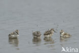 Pied Avocet (Recurvirostra avosetta)