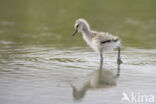 Pied Avocet (Recurvirostra avosetta)