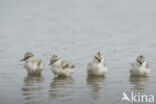 Pied Avocet (Recurvirostra avosetta)