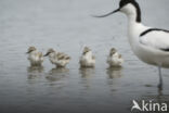 Pied Avocet (Recurvirostra avosetta)