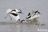 Pied Avocet (Recurvirostra avosetta)