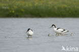 Pied Avocet (Recurvirostra avosetta)