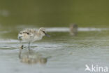 Pied Avocet (Recurvirostra avosetta)