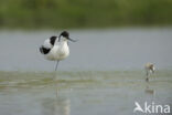 Pied Avocet (Recurvirostra avosetta)