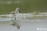 Pied Avocet (Recurvirostra avosetta)