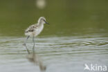 Pied Avocet (Recurvirostra avosetta)