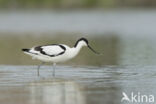 Pied Avocet (Recurvirostra avosetta)