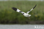 Pied Avocet (Recurvirostra avosetta)