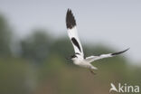 Pied Avocet (Recurvirostra avosetta)