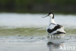 Pied Avocet (Recurvirostra avosetta)