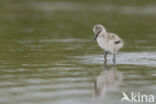 Pied Avocet (Recurvirostra avosetta)