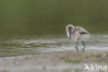 Pied Avocet (Recurvirostra avosetta)