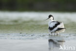 Pied Avocet (Recurvirostra avosetta)